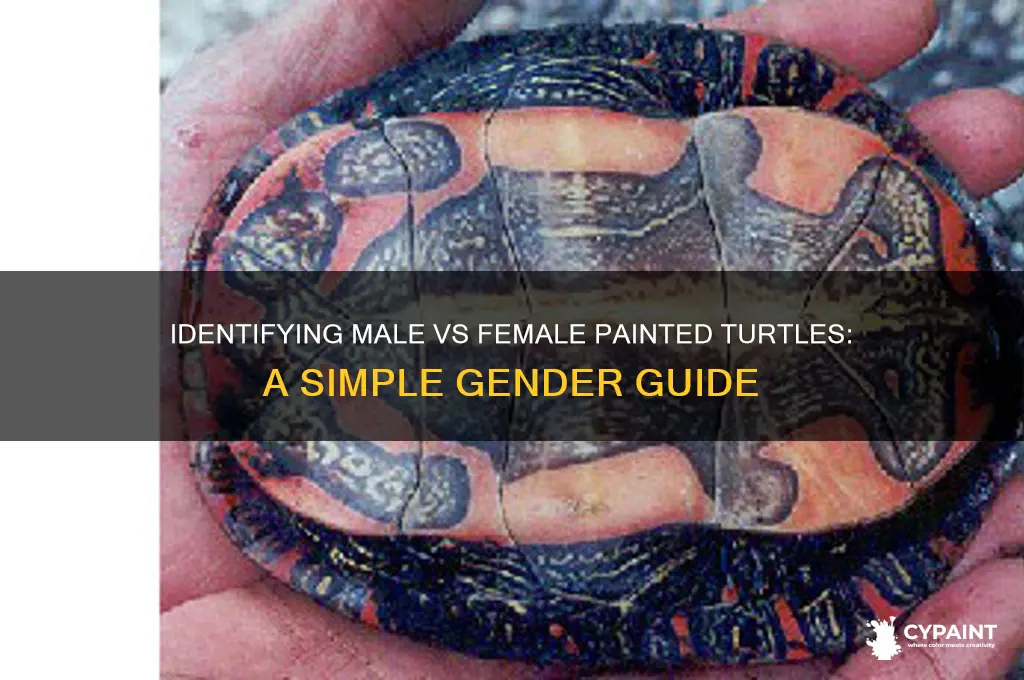 how to tell difference between male and female painted turtles