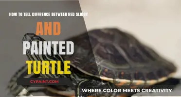 Red-Eared Slider vs. Painted Turtle: Key Identification Differences Explained