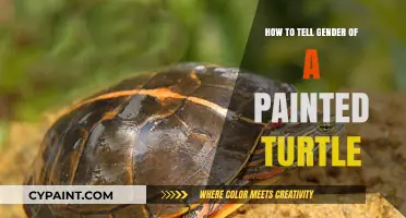 Identifying the Gender of Your Painted Turtle: A Simple Guide