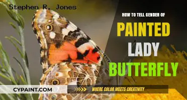 Identifying the Gender of Painted Lady Butterflies: A Simple Guide