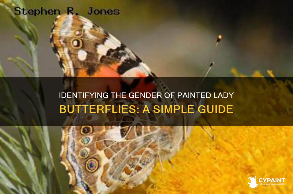 how to tell gender of painted lady butterfly