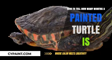 Determining the Age of Your Painted Turtle in Months