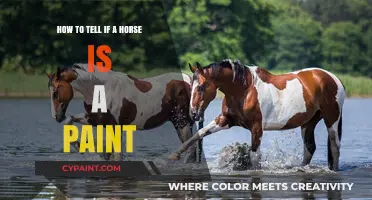 Recognizing a Paint Horse: Color and Markings