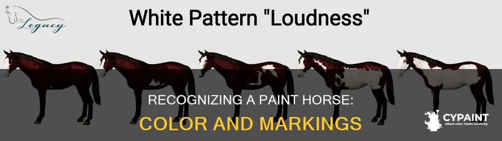 how to tell if a horse is a paint