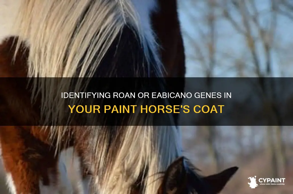 how to tell if a paint carries roan or eabicano
