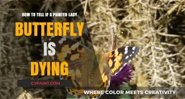 Signs a Painted Lady Butterfly is Nearing the End of Life
