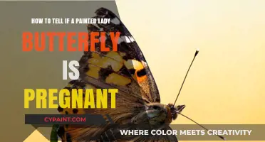 Identifying Pregnancy in Painted Lady Butterflies: A Comprehensive Guide