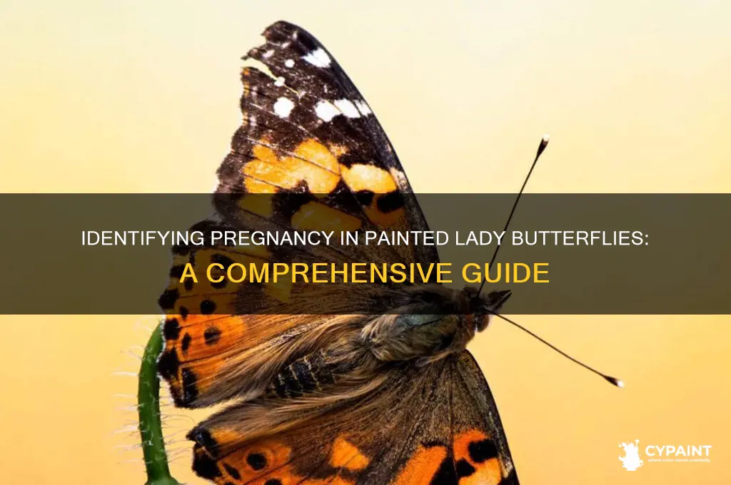 how to tell if a painted lady butterfly is pregnant