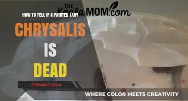 Identifying a Lifeless Painted Lady Chrysalis: Key Signs to Look For