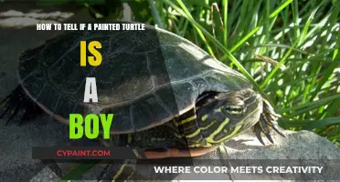 Identifying Male Painted Turtles: A Simple Guide to Gender Determination