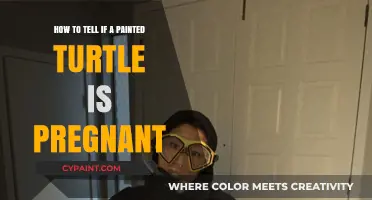 Pregnant Painted Turtle: Signs and Symptoms