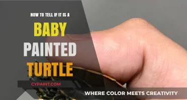 Identifying Baby Painted Turtles: Key Features and Characteristics