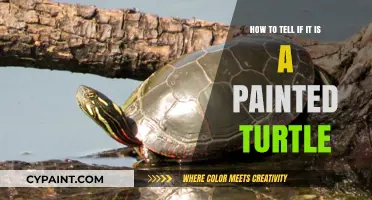 Recognizing Painted Turtles: A Quick Guide to Their Distinct Features