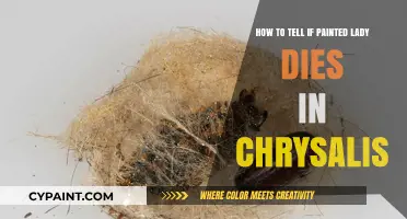 Painted Lady Chrysalis: Signs of Death