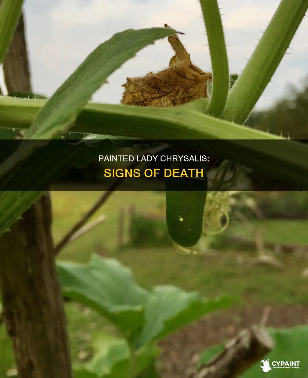 how to tell if painted lady dies in chrysalis