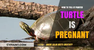 Identifying Pregnancy in Painted Turtles: Signs and Care Tips