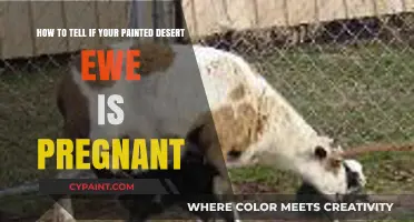 Identifying Pregnancy in Your Painted Desert Ewe: Key Signs to Watch
