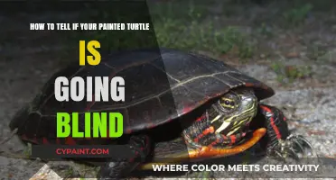 Signs Your Painted Turtle May Be Losing Its Sight: A Guide