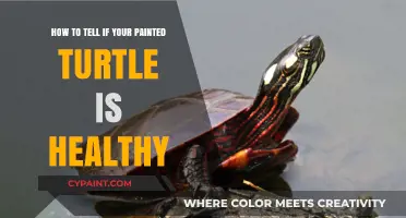 Is Your Painted Turtle Healthy?
