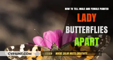 Spotting Gender Differences in Painted Lady Butterflies: A Simple Guide
