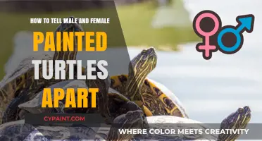 Differentiating Male and Female Painted Turtles
