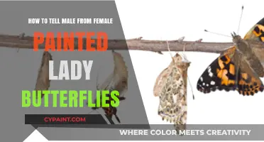 Spotting Painted Ladies: Male vs Female