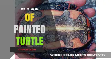 Identifying the Gender of Your Painted Turtle: A Simple Guide