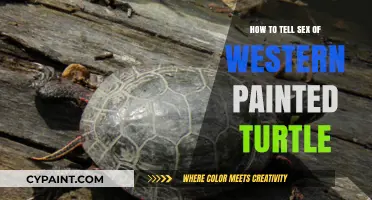 Identifying the Sex of Western Painted Turtles: A Simple Guide