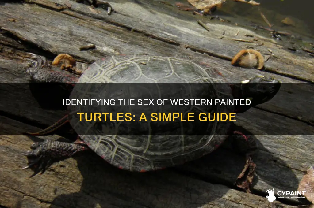 how to tell sex of western painted turtle