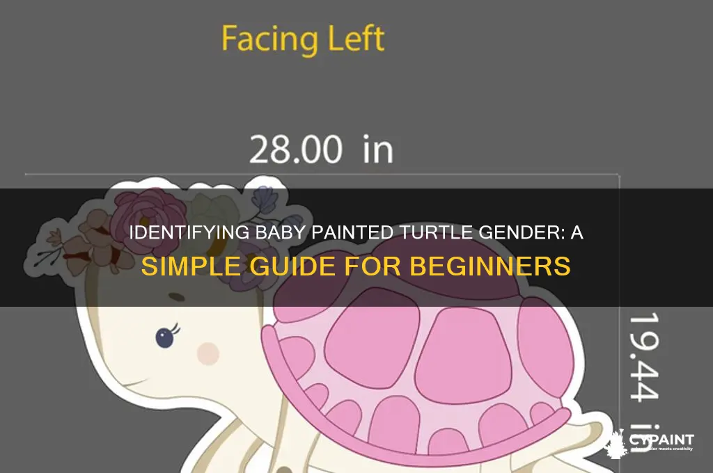 how to tell the gender of a baby painted turtle