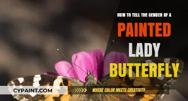 Identifying Painted Lady Butterfly Gender: A Simple Visual Guide