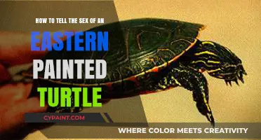 Identifying Eastern Painted Turtle Genders: A Simple Guide for Beginners