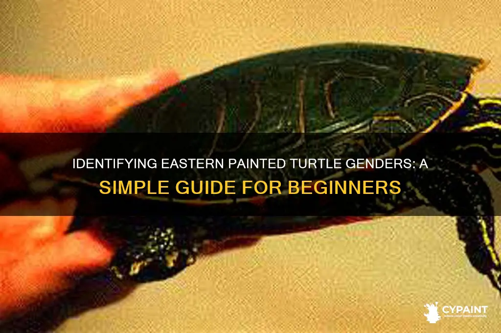how to tell the sex of an eastern painted turtle