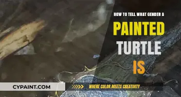 Determining Painted Turtle Gender: A Visual Guide