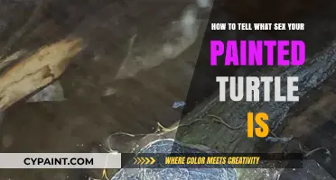 Determining Painted Turtle Sex: A Visual Guide