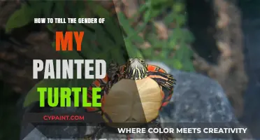 Determining the Gender of Your Painted Turtle