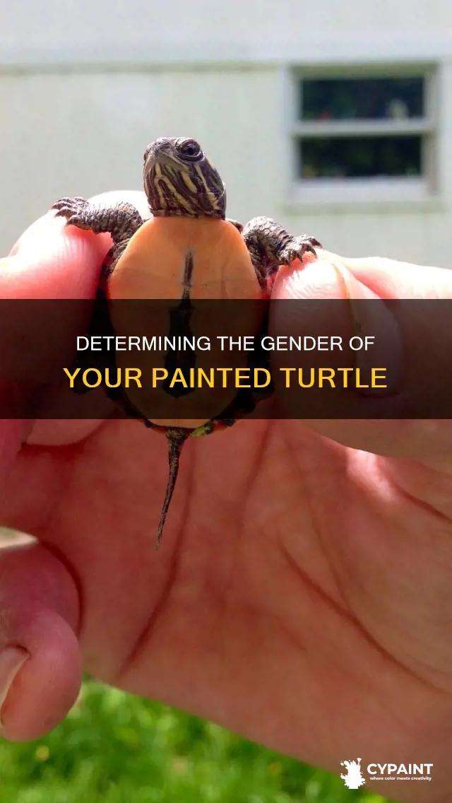 how to trll the gender of my painted turtle