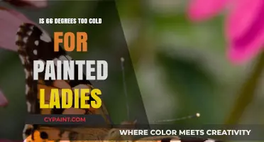 Is 66 Degrees Too Cold for Painted Ladies? Expert Insights