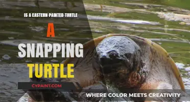 Eastern Painted Turtle vs. Snapping Turtle: Key Differences Explained