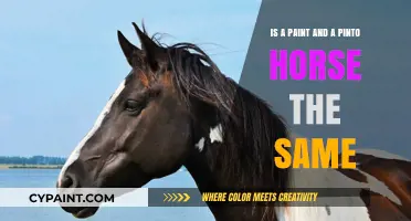 Paint and Pinto Horses: What's the Difference?