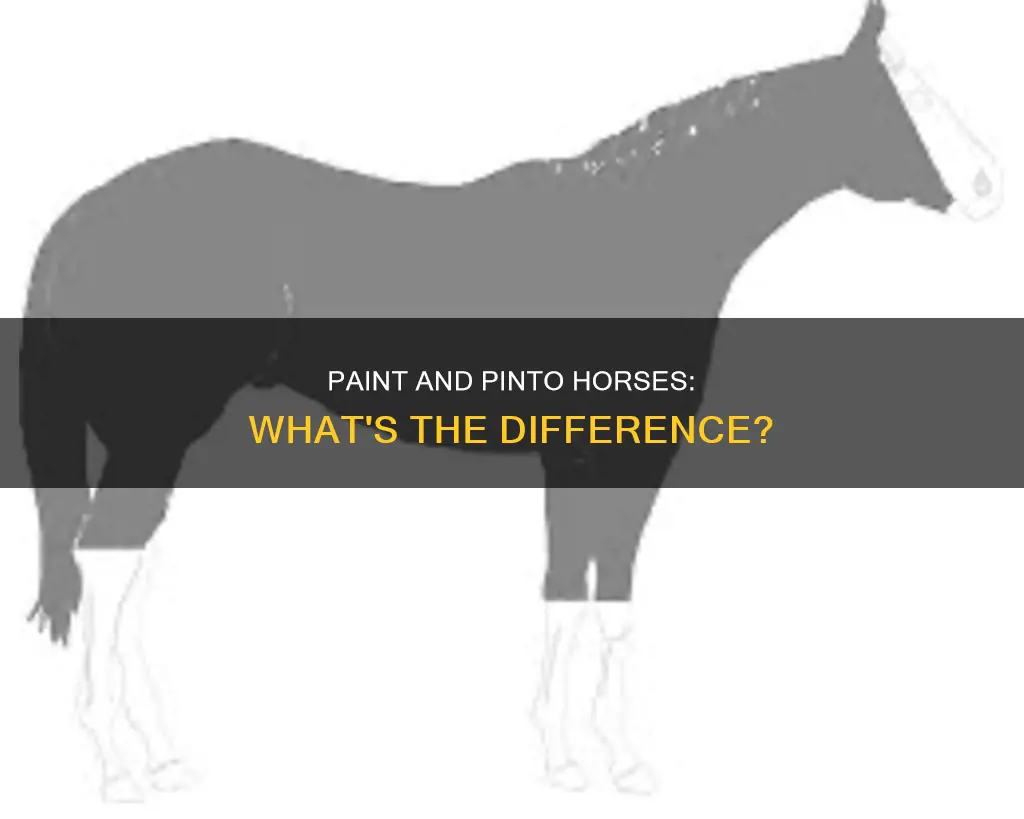 is a paint and a pinto horse the same