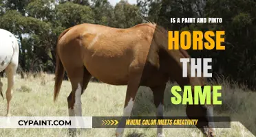 Paint vs. Pinto Horses: Understanding the Differences and Similarities
