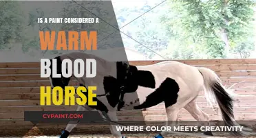Is Paint Horse a Warmblood? Breed Classification Explained