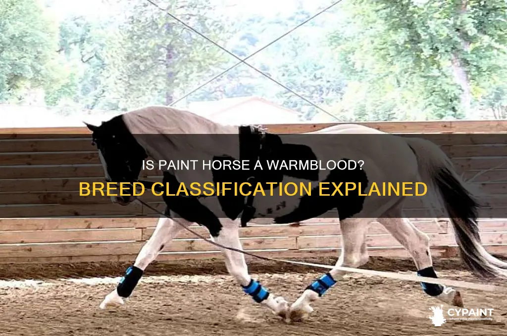 is a paint considered a warm blood horse