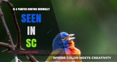 Spotting Painted Buntings in South Carolina: Common or Rare Sight?