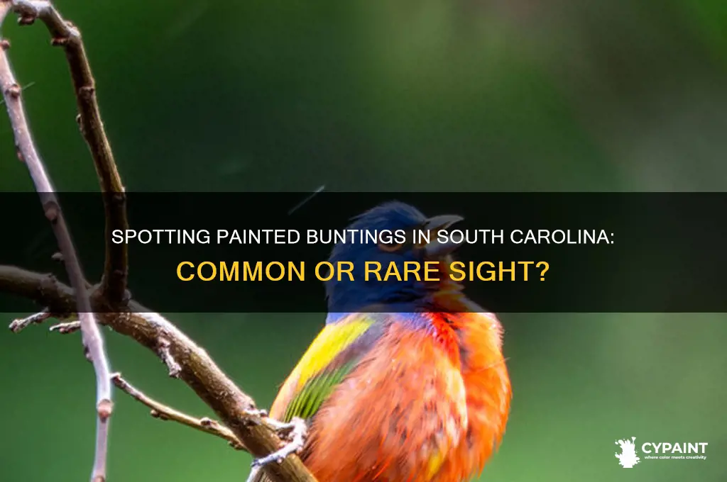 is a painted bunting normally seen in sc
