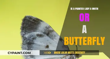 Painted Ladies: Butterflies or Moths?