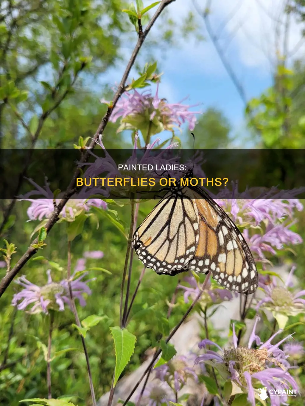 is a painted lady a moth or a butterfly