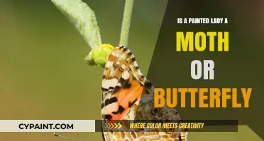 Painted Lady: Unveiling the Truth About This Butterfly's Identity