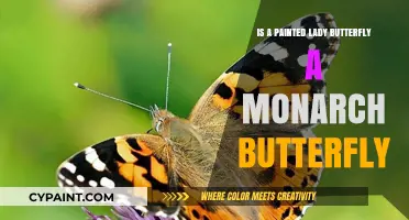 Painted Lady vs. Monarch: Unraveling the Butterfly Identity Mystery